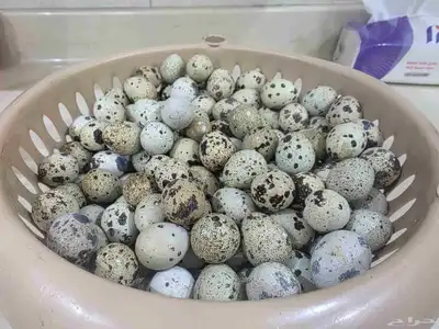 بيض طائر السمان 0