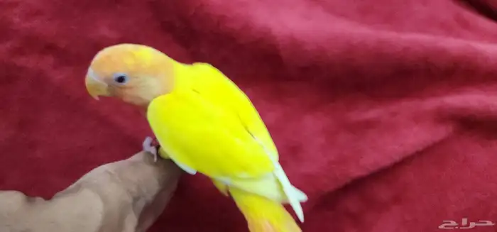 روز هدد اليف 9