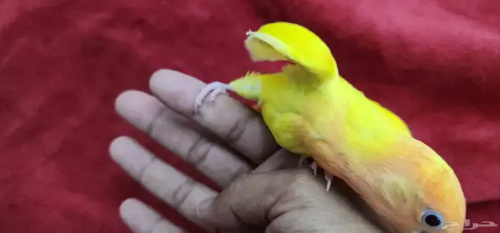 روز هدد اليف 3