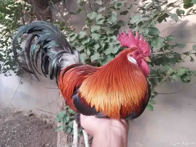 صوص دجاج عربي فاخر 11
