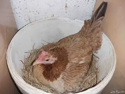 صوص دجاج عربي فاخر 6