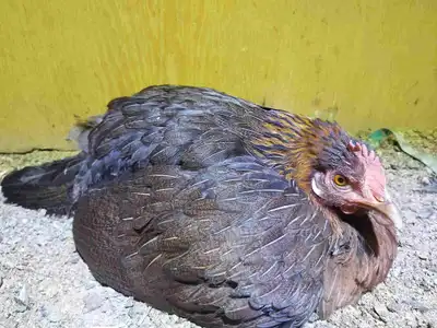 صوص دجاج عربي فاخر 8
