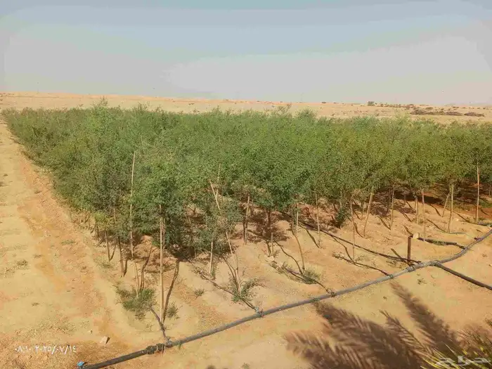 يوجد جميع انواع الاشجار الزينه كل المقاسات 0