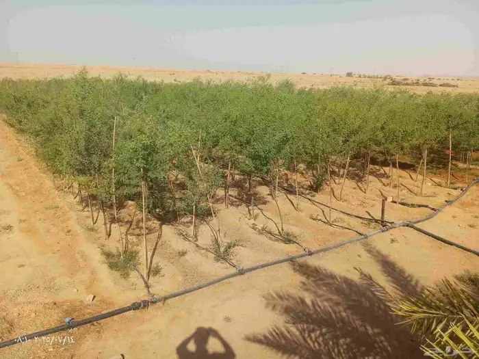 يوجد جميع انواع الاشجار الزينه كل المقاسات 3
