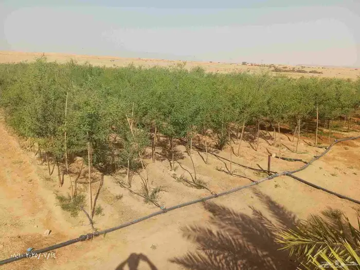 يوجد جميع انواع الاشجار الزينه كل المقاسات 2