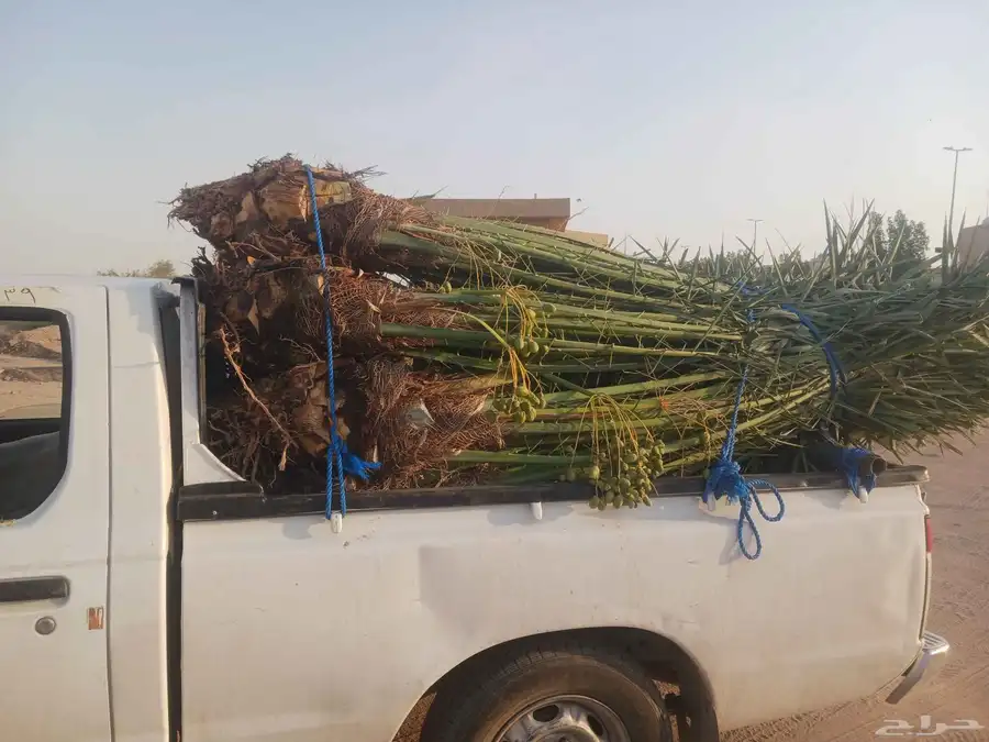يوجد لدينا جميع انواع النخيل المثمرة وزينه اتواصل جوال 05065 0
