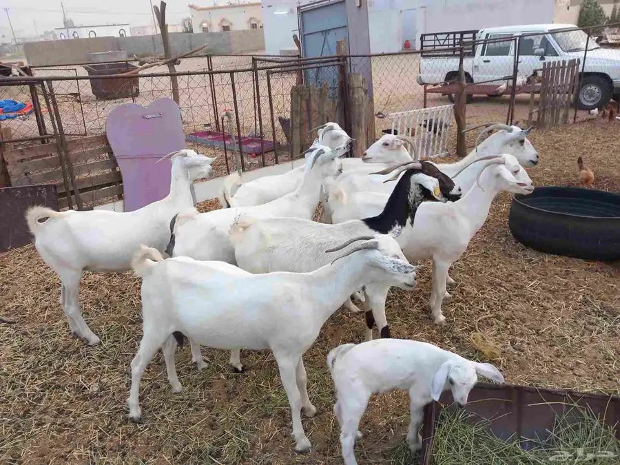 غنم العدد 8 وتحتها واحد والباقي دفيع فيها القريب وفيها البعي 0
