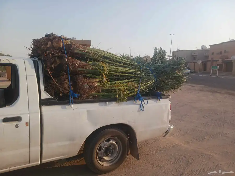 يوجد لدينا جميع انواع النخيل المثمرة وزينه اتواصل جوال 05065 5