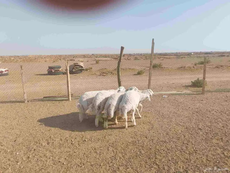 طليان فوق سبع شهور 1