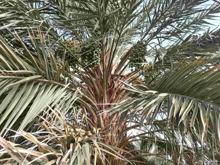 نعمل تكيس النخيل انحاء المملكه 8