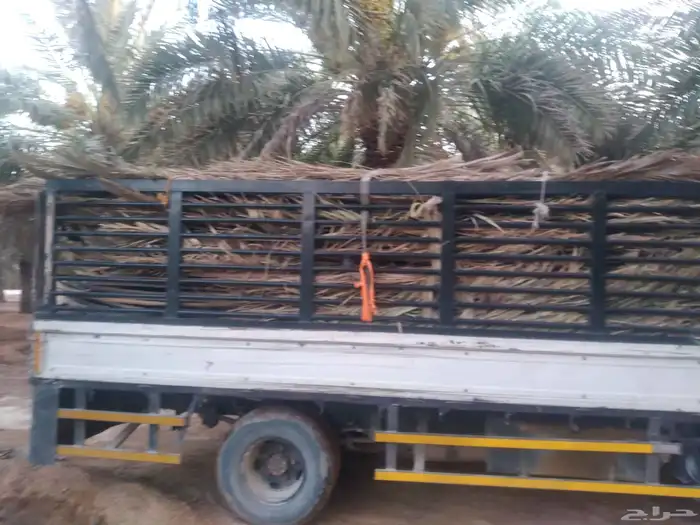 سعف نخيل طيب جديد أخضر للعرايش والمظلات 5