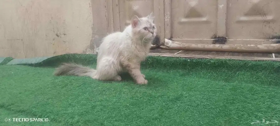 بسه 0