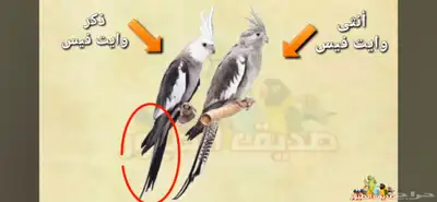 مطلوب انثي كروان وايت فيس او البينو 0