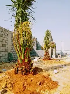 نخل مثمر للبيع نقايل صقعي برحي سكري شيشي مجدول ونانه روثان 0