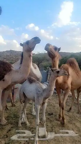 ابل للبيع عدد 4 1