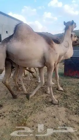 ابل للبيع عدد 4 0