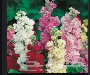 ورود طبيعية بالجملة 0