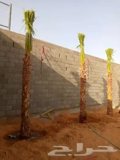 مشاءالله تبارك الله نخل طالع اليوم 2