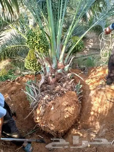 نخل مثمر للبيع نقايل صقعي برحي سكري شيشي مجدول ونانه روثان 3