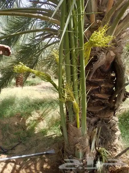 مشاءالله تبارك الله نخل طالع اليوم 4