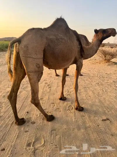 نياق ثنتين للبيع 6