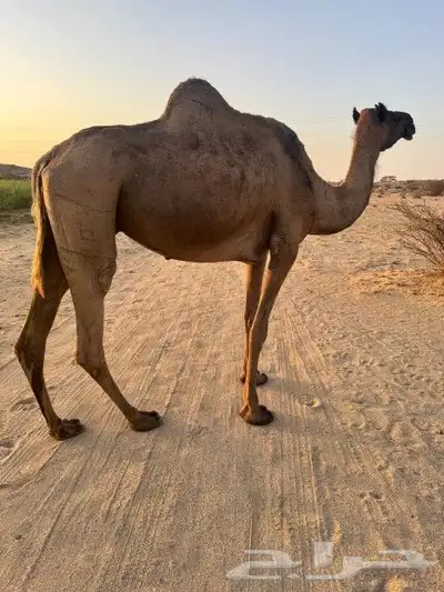 نياق ثنتين للبيع 5