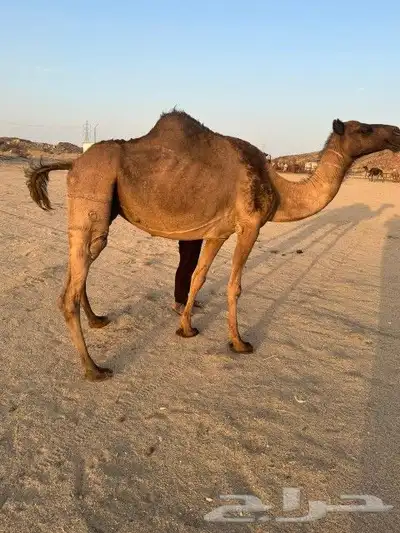 نياق ثنتين للبيع 7