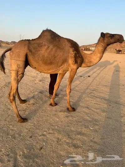 نياق ثنتين للبيع 2