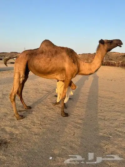 نياق ثنتين للبيع 0