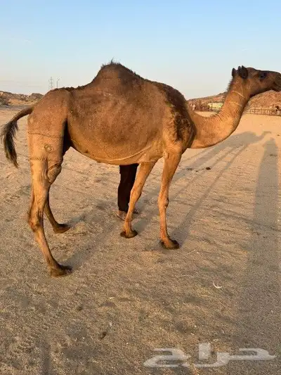 نياق ثنتين للبيع 3