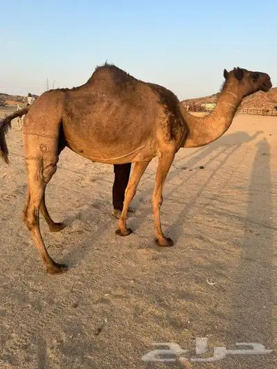 نياق ثنتين للبيع 4