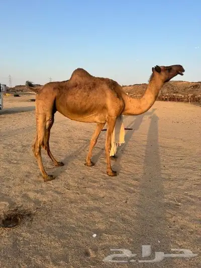 نياق ثنتين للبيع 1