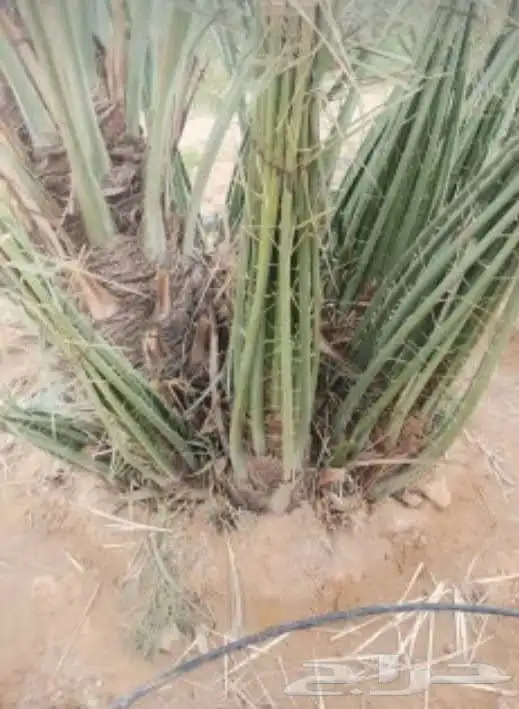 مقاول شبوك ونخل واشجار 0