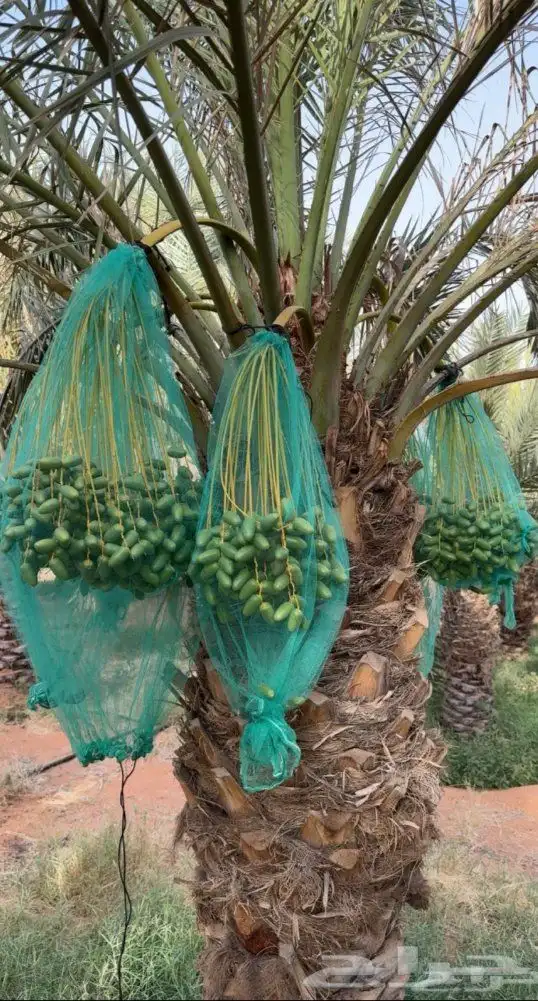 لتعديل النخيل 2