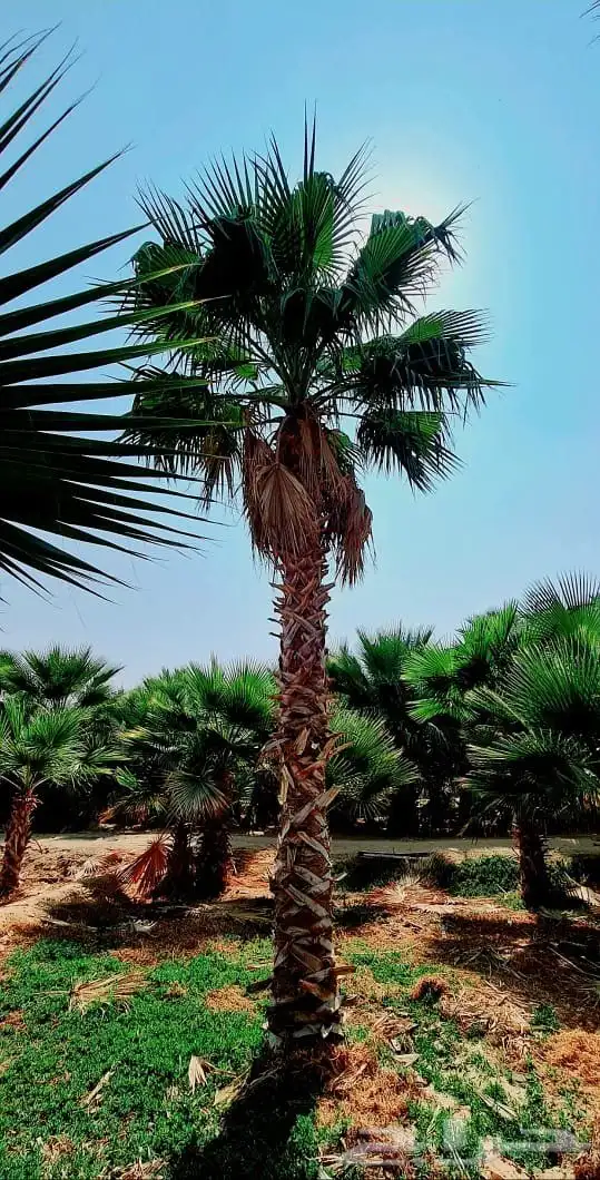 نخل واشنطن واشنطني زينه للبيع 5