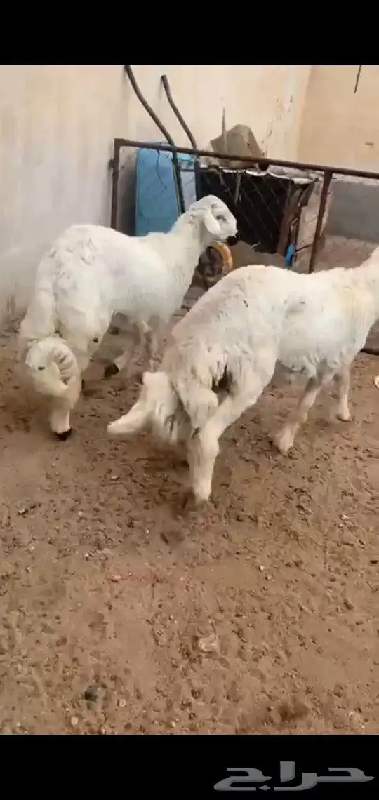 خرفان جبره مناسبات نظاف وسمان احدرفيده مقابل فندق كيان 4