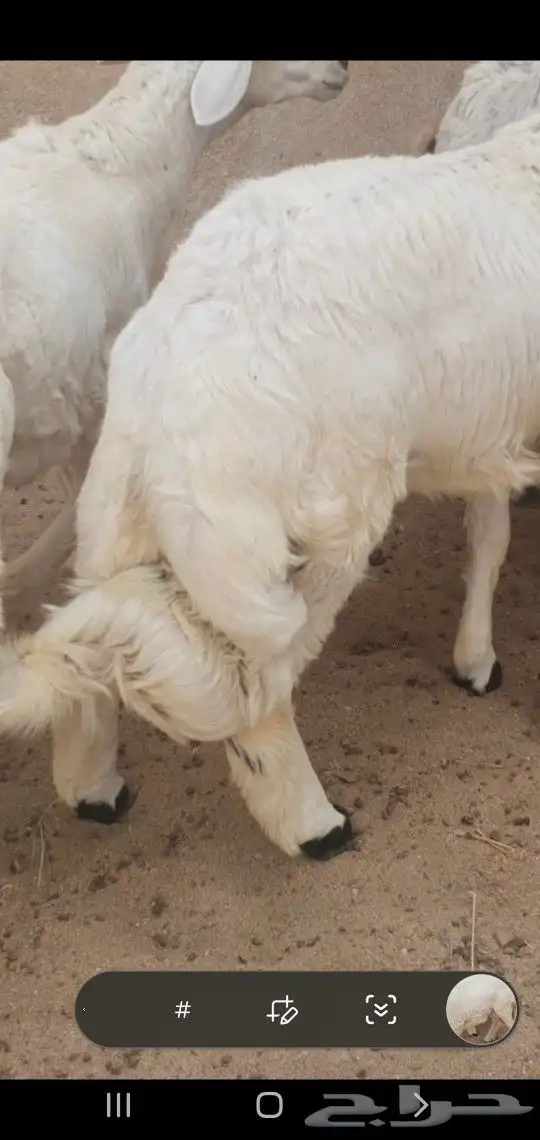 خرفان جبره مناسبات نظاف وسمان احدرفيده مقابل فندق كيان 3