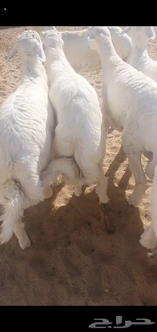خرفان جبره مناسبات نظاف وسمان احدرفيده مقابل فندق كيان 6