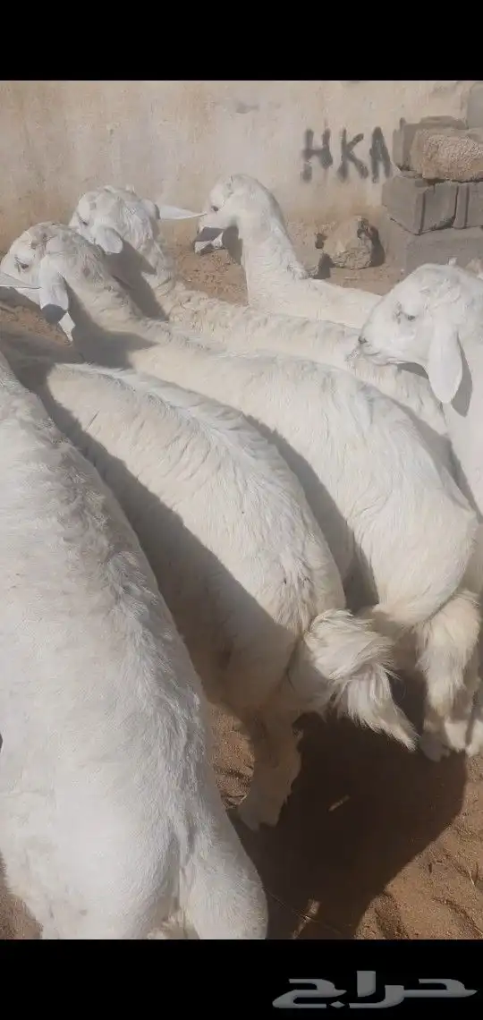 خرفان جبره مناسبات نظاف وسمان احدرفيده مقابل فندق كيان 5