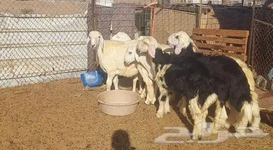 طليان ذبايح تم البيع 1