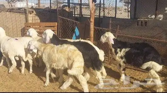 طليان ذبايح تم البيع 0