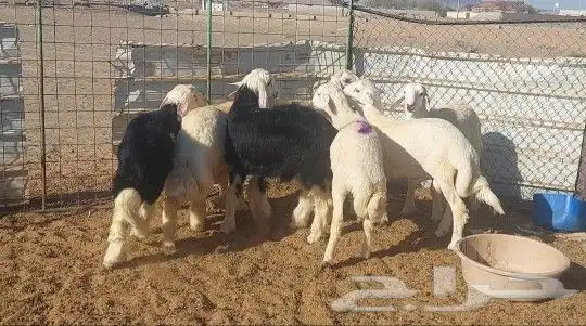 طليان ذبايح تم البيع 3