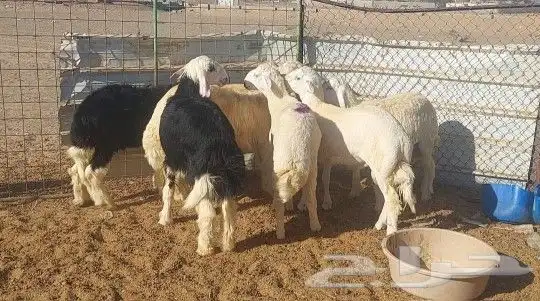 طليان ذبايح تم البيع 2