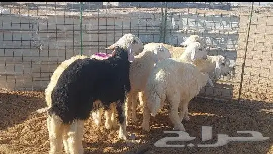 طليان ذبايح تم البيع 4