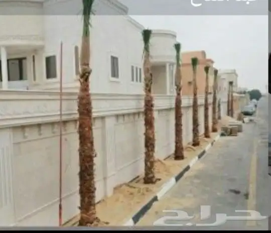 مشاءالله تبارك الله نخل طالع اليوم 0