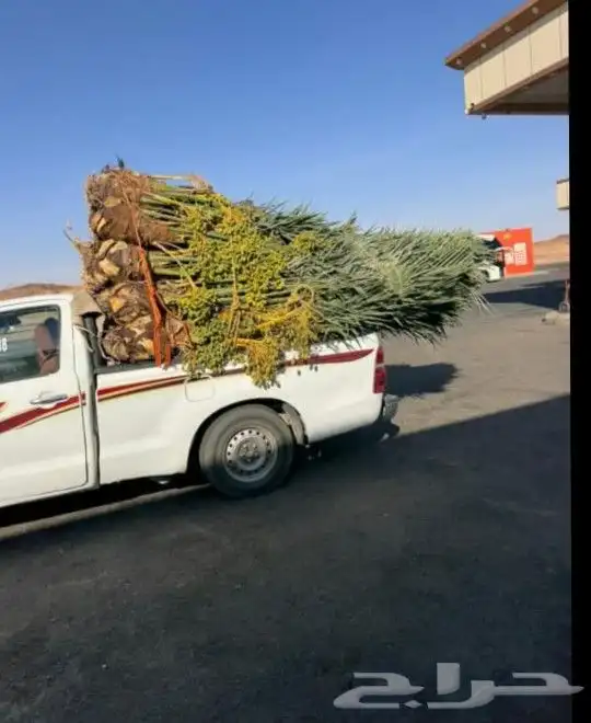 مشاءالله تبارك الله نخل طالع اليوم 1