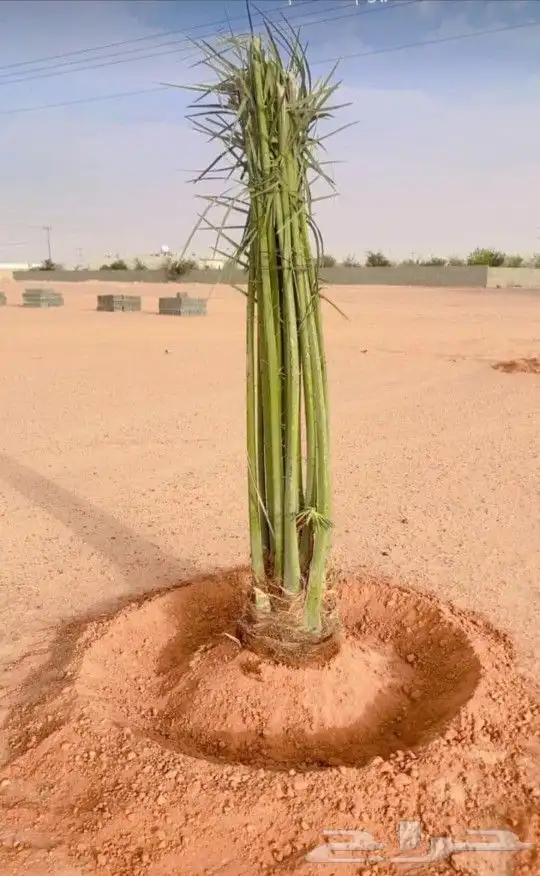مشاءالله تبارك الله نخل طالع اليوم 5