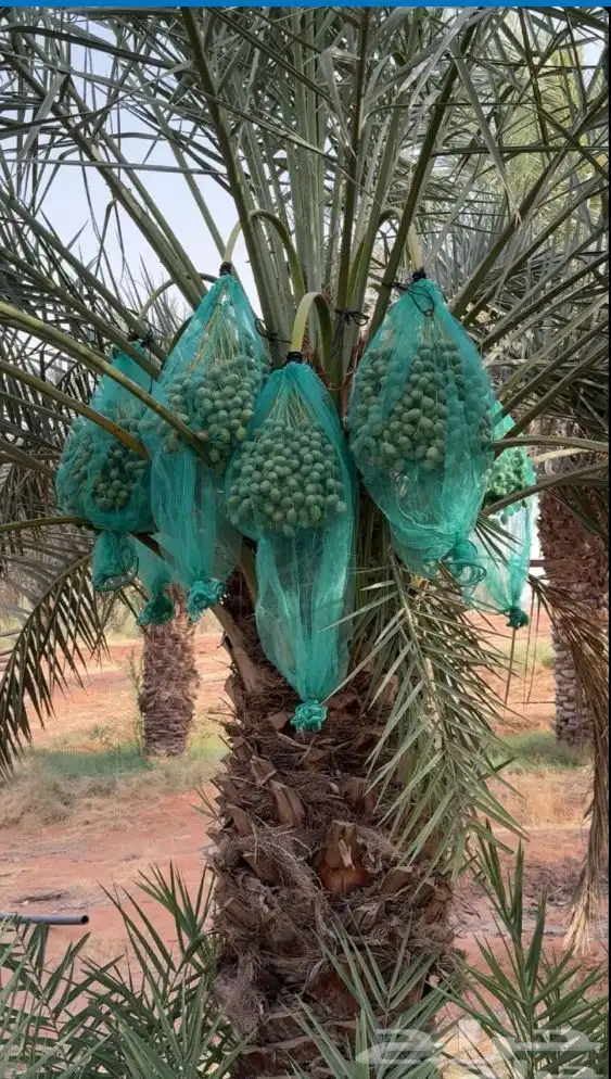 لتعديل النخيل 3