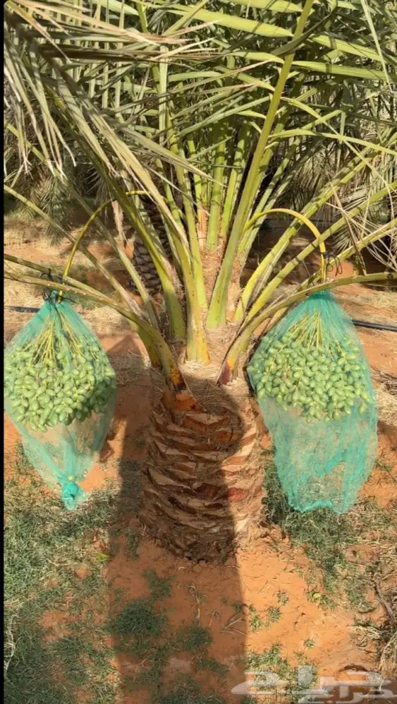 لتعديل النخيل 1