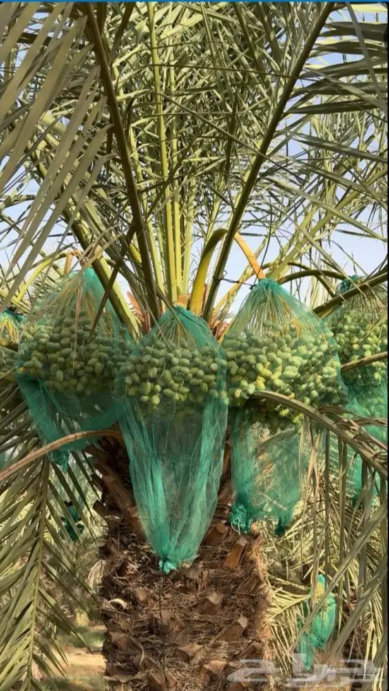 لتعديل النخيل 0